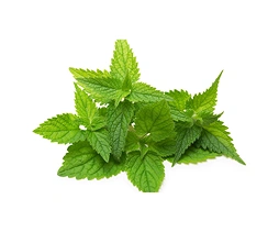 Nettle_Leaf