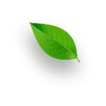 feel-leaf-floated-right