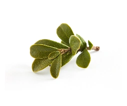 Uva_Ursi_Leaf