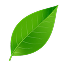 Leaf Poster